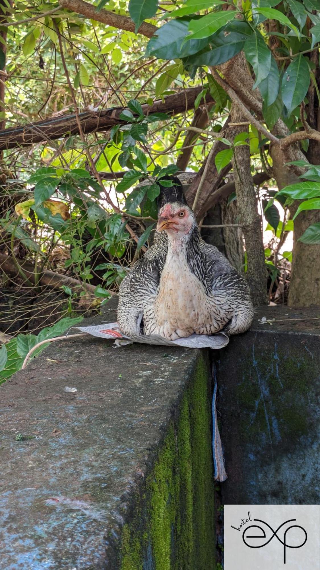 Hostelexp, Gokarna - A Slow-Paced Backpackers Community Eksteriør bilde